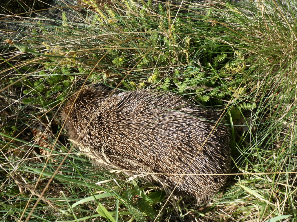 Igel.JPG