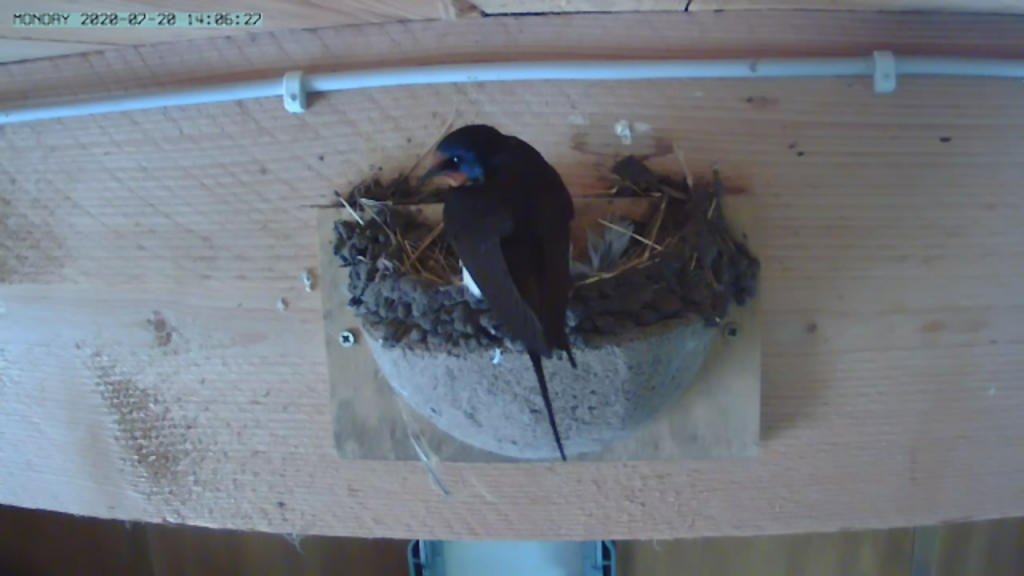 Nest 1.PNG