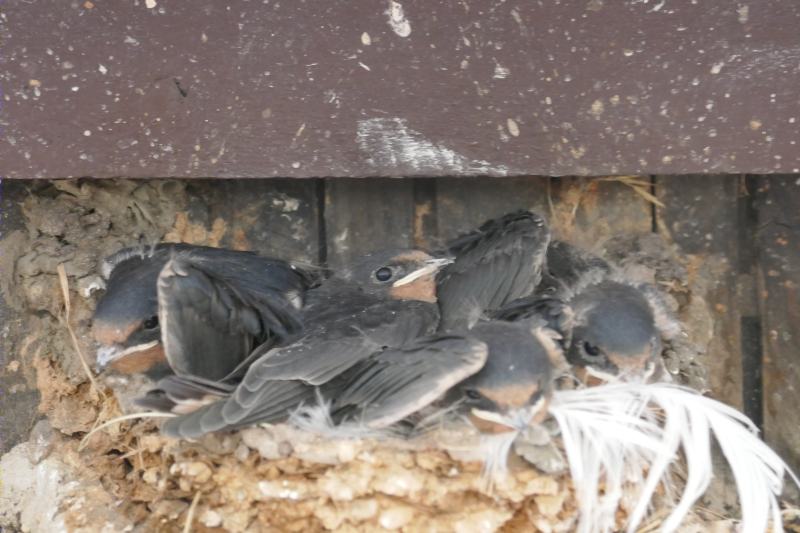 nest.jpg