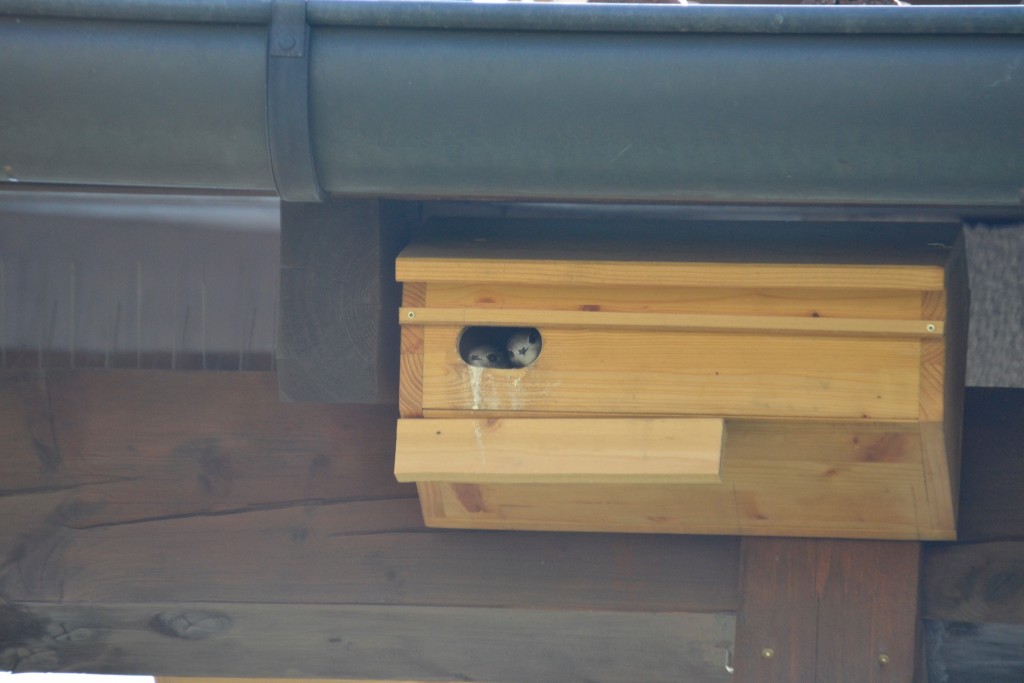 Also schauen wir mal besonders süß heraus!