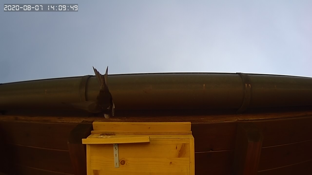 Elternvogel kümmert sich um den einsamen JV