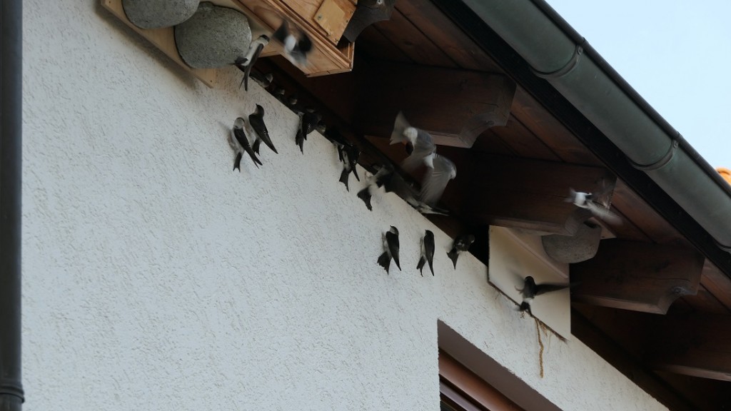 schwalben an der wand.jpg