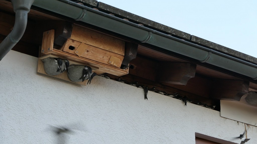 viele schw. am nest u.traufe.jpg