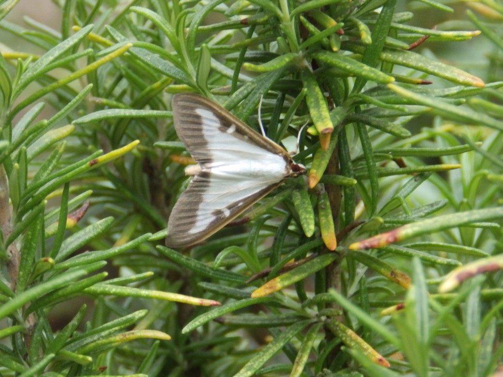 mir unbekannter Schmetterling.jpg