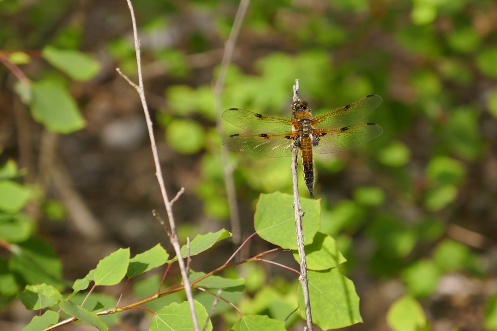 Vierfleck (Libellula quadrimaculata).jpg