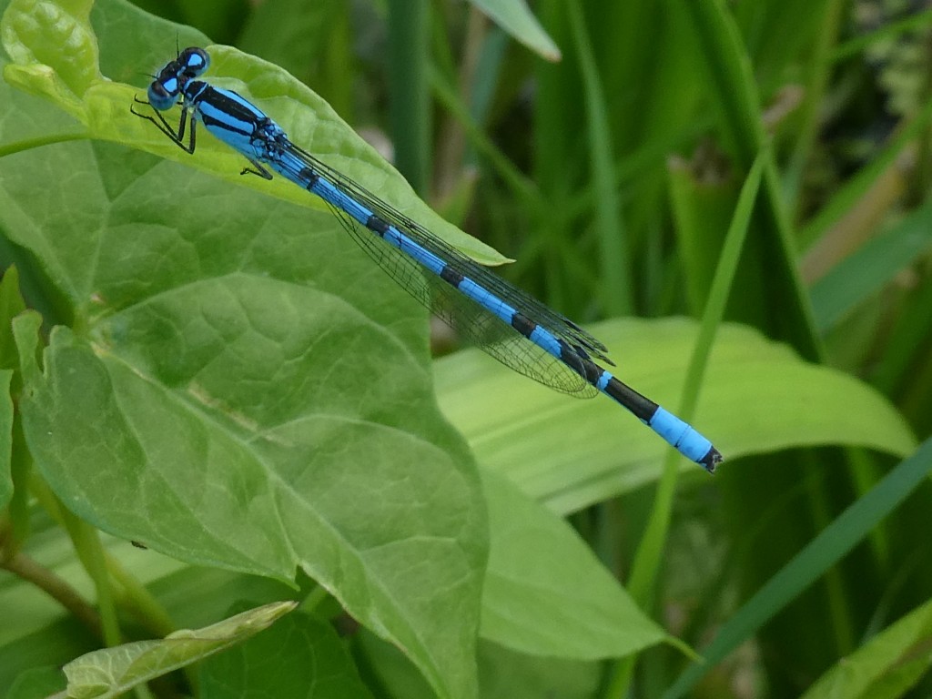 Gemeine Becherjungfer (Enallagma cyathigerum).jpg