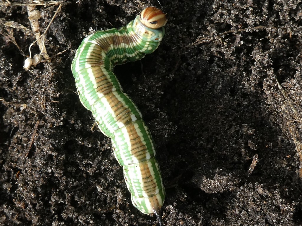 Kiefernschwärmer  (Sphinx pinastri)