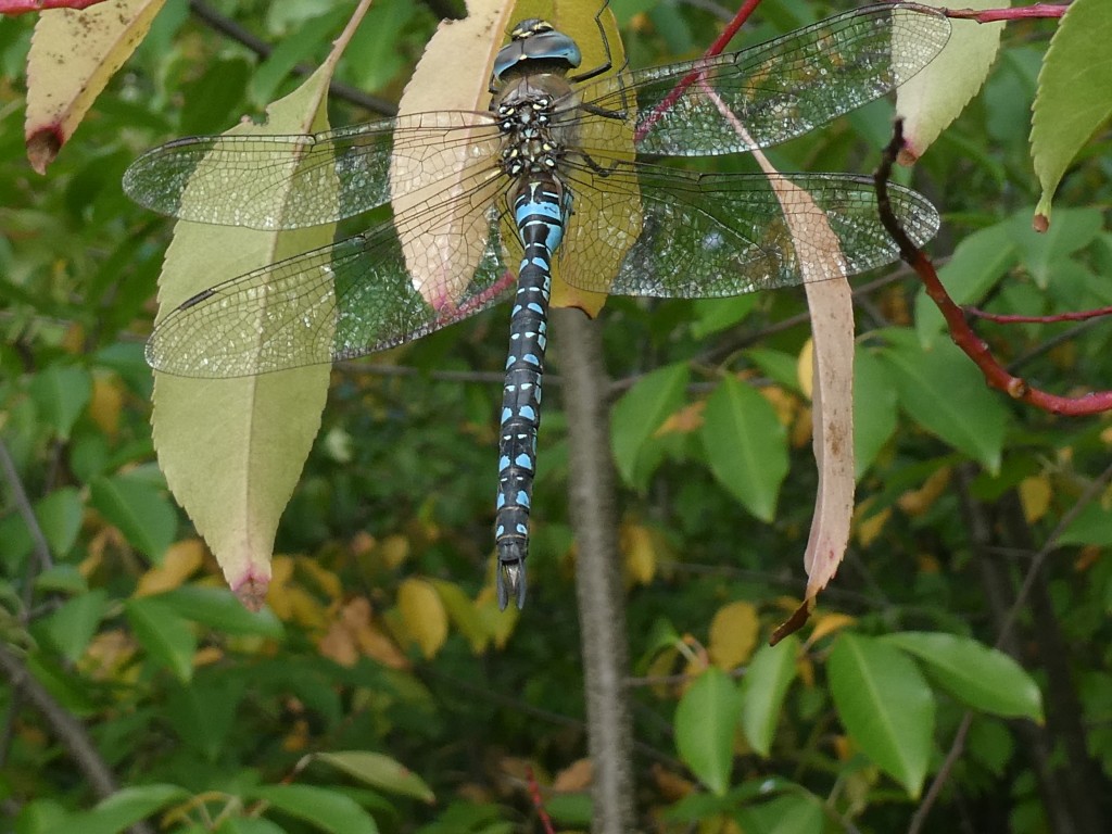 Herbst-Mosaikjungfer (Aeshna mixta).jpg