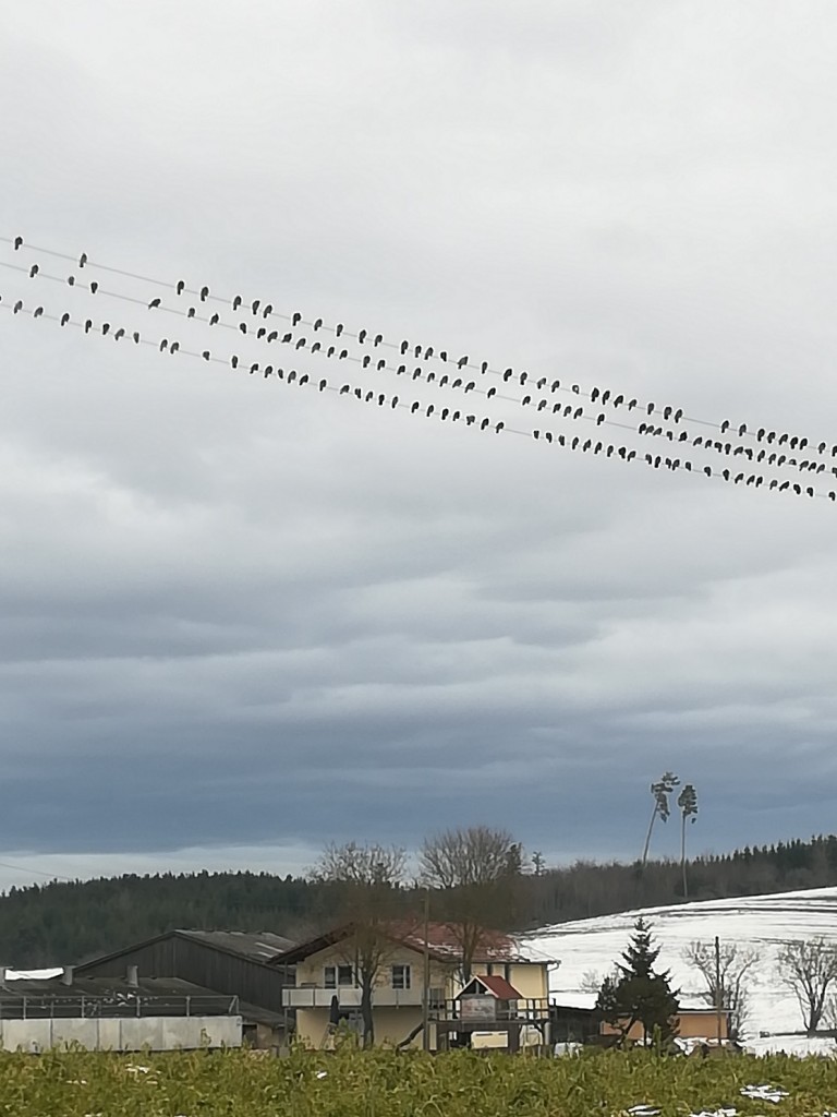 Stare auf der Leitung.jpg