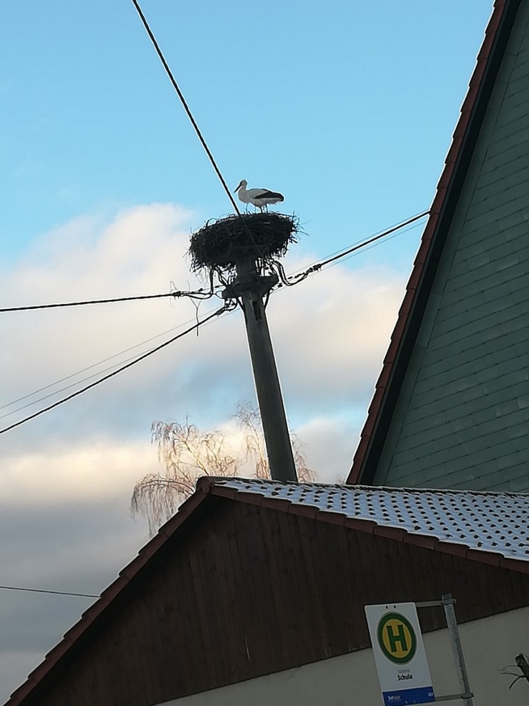 Storch an weihnachten.jpg