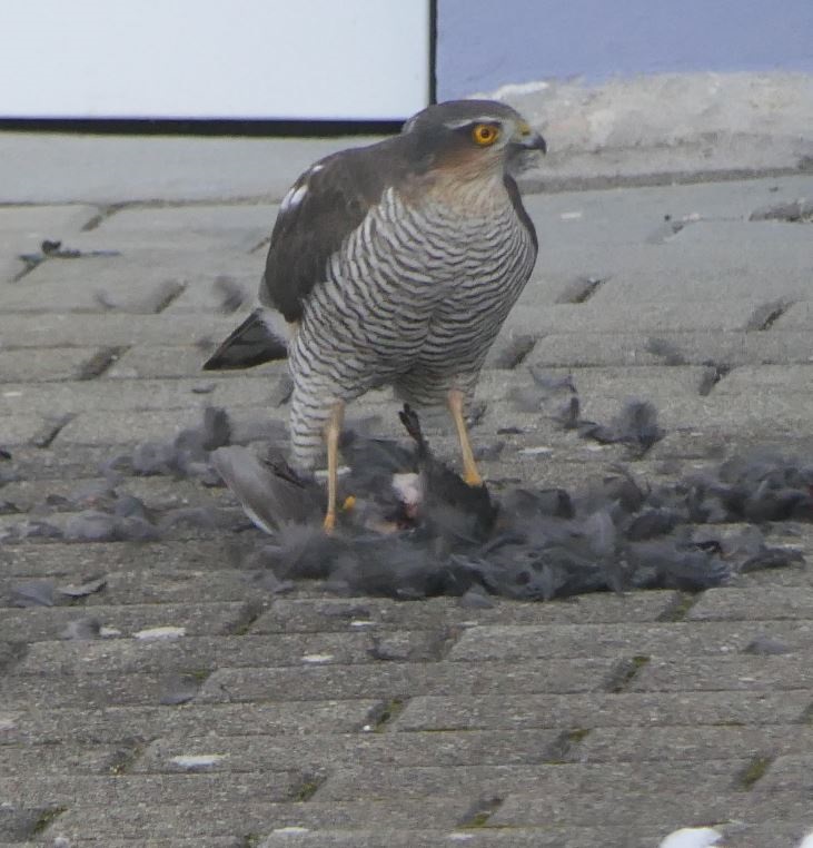 sperber amsel1.JPG