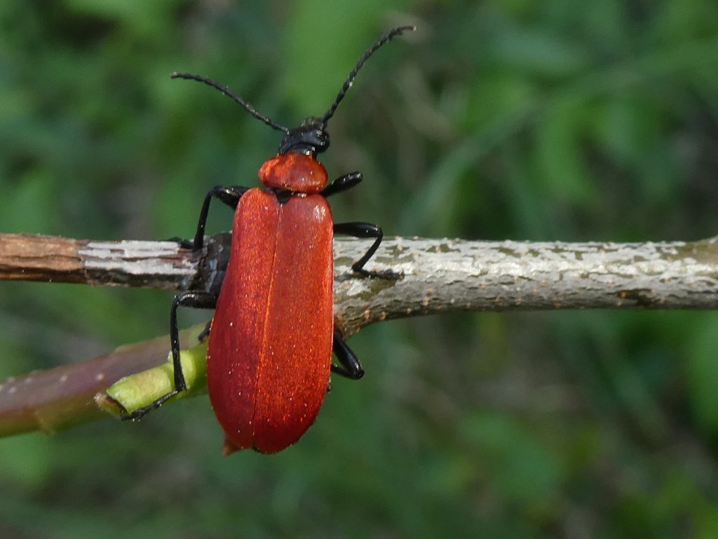 Pyrochroa coccinea_2.JPG