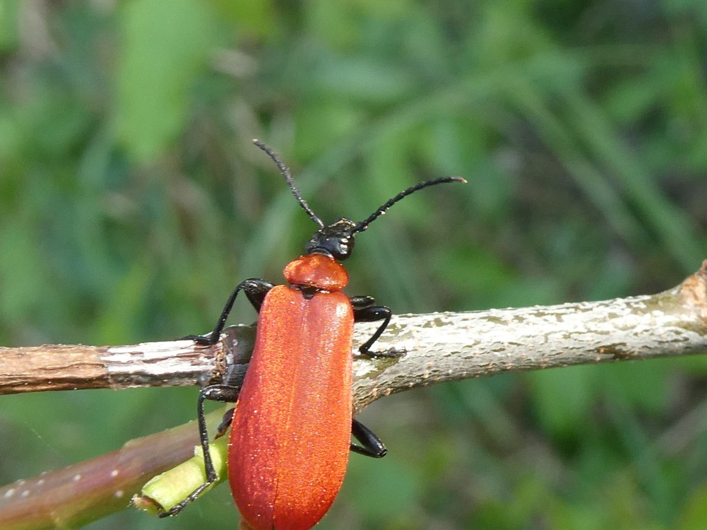 Pyrochroa coccinea_1.JPG