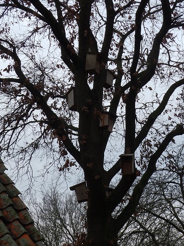 Starenkasten Baum.JPG