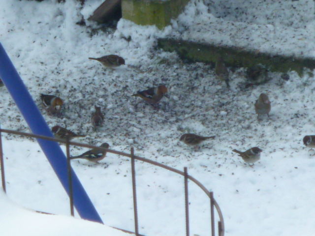 Kernbeißer,Buchfink,Grünfink und Feldsperlinge