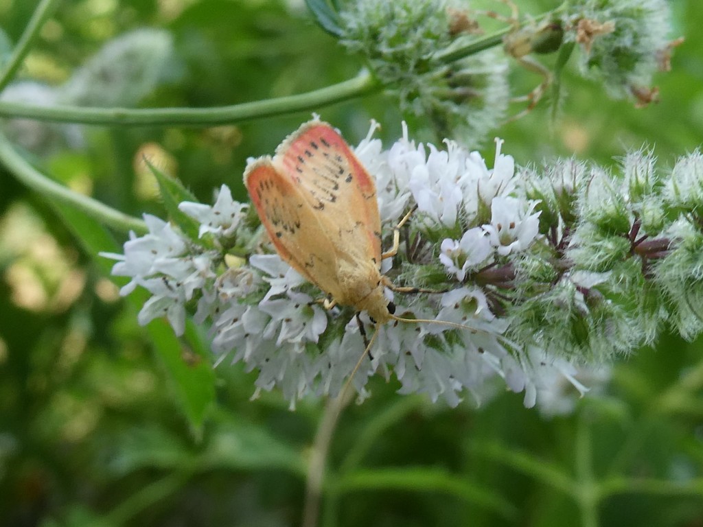 Rosen-Flechtenbärchen (Miltochrista miniata)